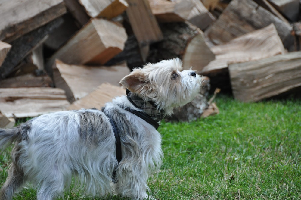 weingarten terlan rooms and breakfast