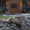 estes park