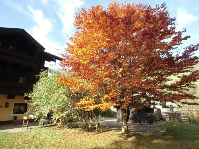 pension lederergutl jokercard and parkplatz inkl