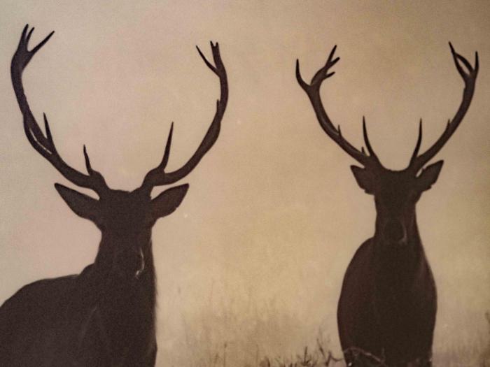 hohengasthof gruner baum