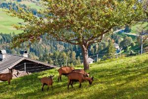 hotel gasthof handl