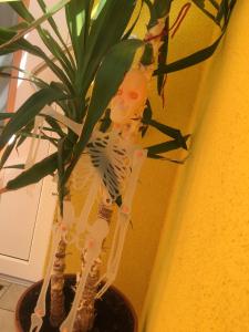 ferienwohnungen abendsonne