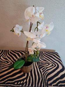 ferienwohnungen abendsonne