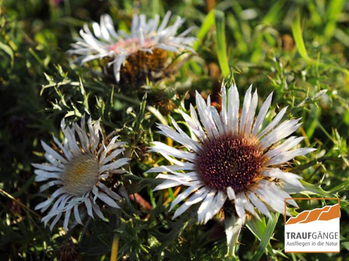 hotel garni in der breite