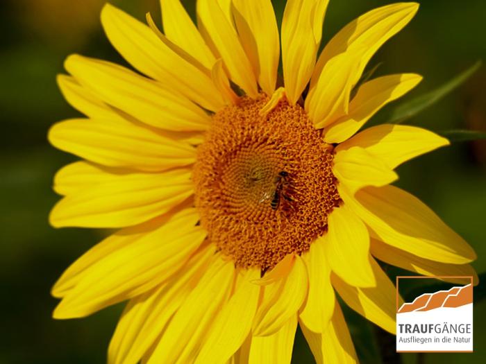 hotel garni in der breite