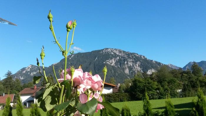 feriendomizil rosenhof