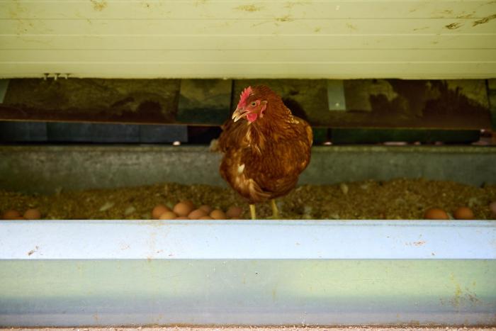 schloss und gut liebenberg