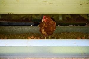 schloss und gut liebenberg