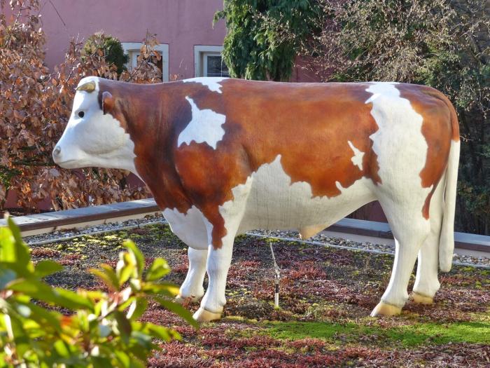 hotel restaurant zum ochsen