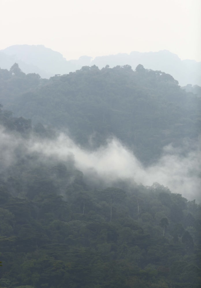 silverback lodge