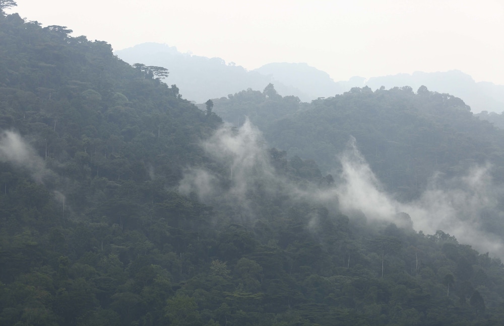 silverback lodge