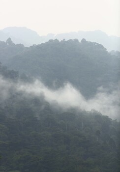 silverback lodge