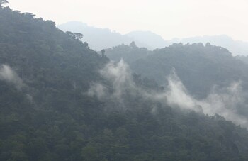silverback lodge