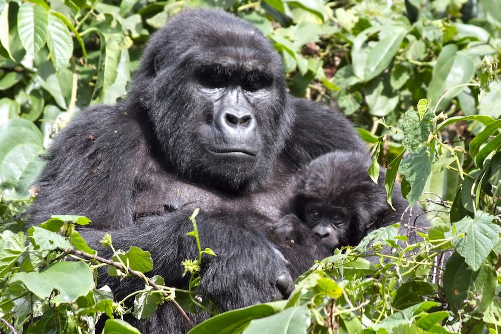 silverback lodge