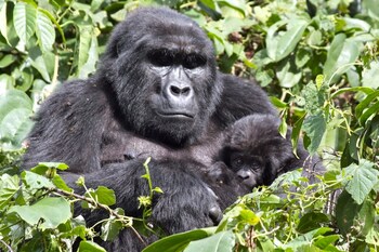 silverback lodge