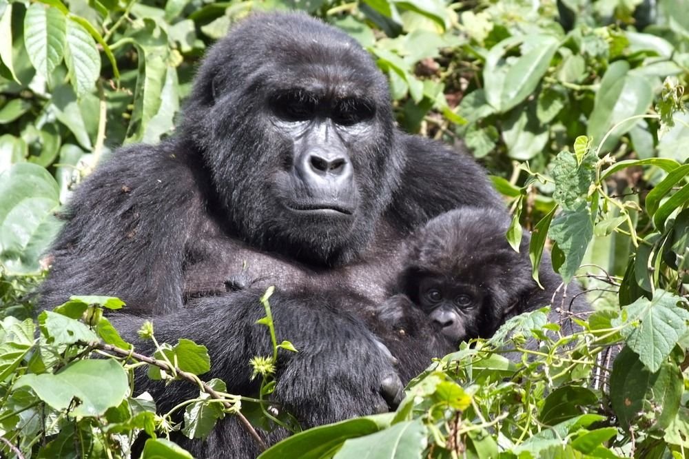 silverback lodge