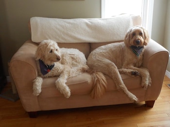 cotes bed and breakfast inn