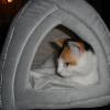 cotes bed and breakfast inn