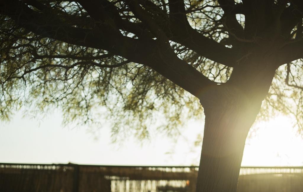 ibex unique desert inn