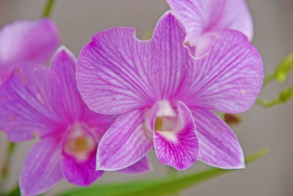 hotel somadevi angkor resort and spa