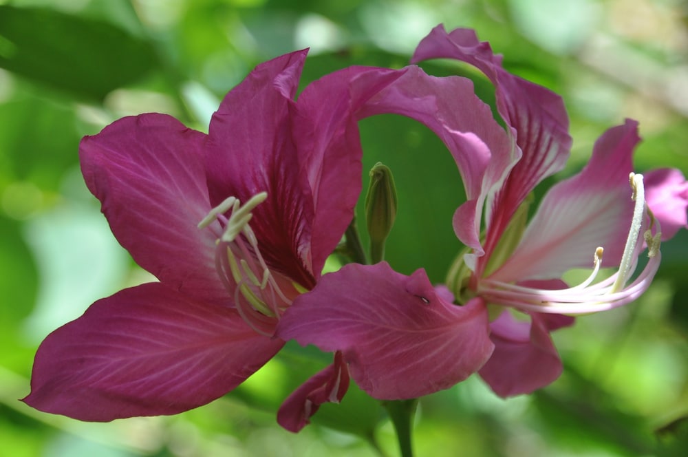 hotel somadevi angkor resort and spa