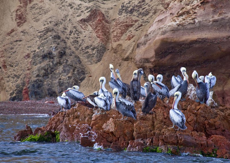 hotel paracas a luxury collection resort paracas