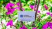 best western grants pass inn