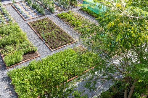 moringa tree maison