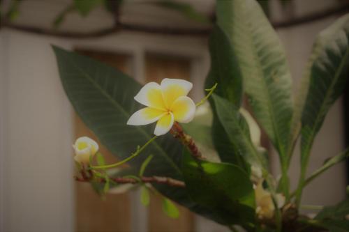 villa um theara siem reap