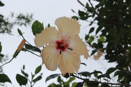 bardia jungle cottage