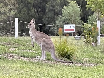 woolshed hill estate