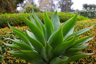 Best Western Plus South Coast Inn,Goleta>>California,3 star