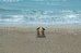 the singer oceanfront resort curio collection by hilton