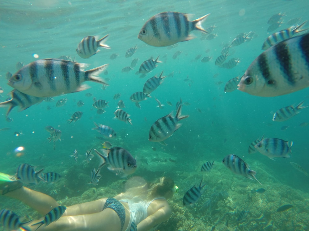 tavewa island
