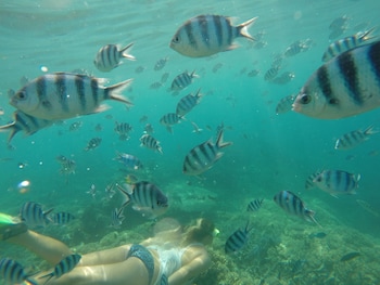 tavewa island