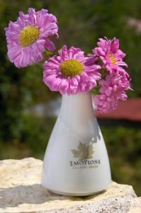 emotions country resort