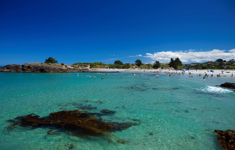 best western dunedin