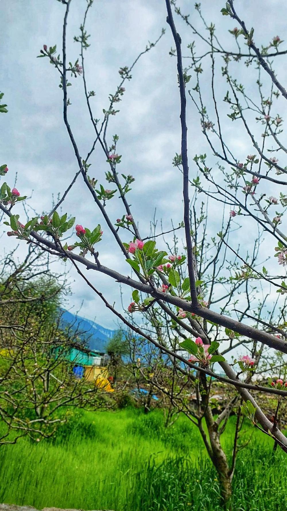 the trip house manali