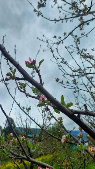 the trip house manali