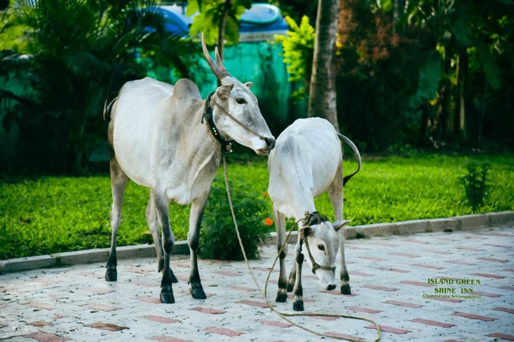 green island nature stay