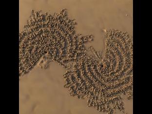 ilif 2702 butterfly resort and farms