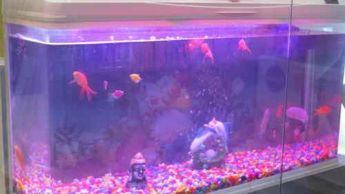 hotel vaidik ganga near parmarth niketan