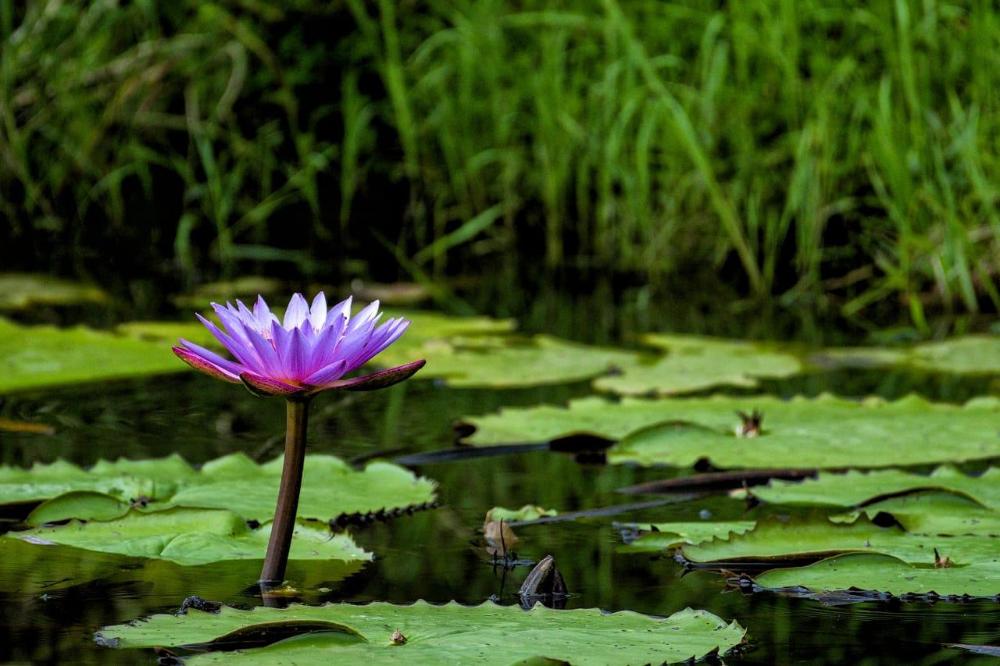 vanatheeram resorts kattikulam tholppety wayanad