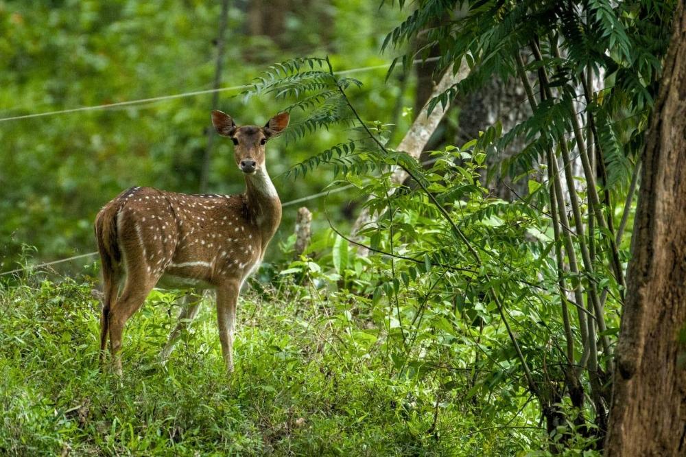vanatheeram resorts kattikulam tholppety wayanad