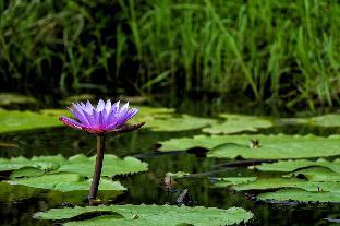 vanatheeram resorts kattikulam tholppety wayanad