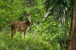 vanatheeram resorts kattikulam tholppety wayanad