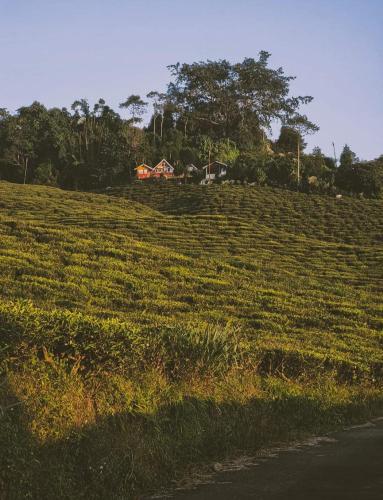 vamoose cheeyabari oaks homestay