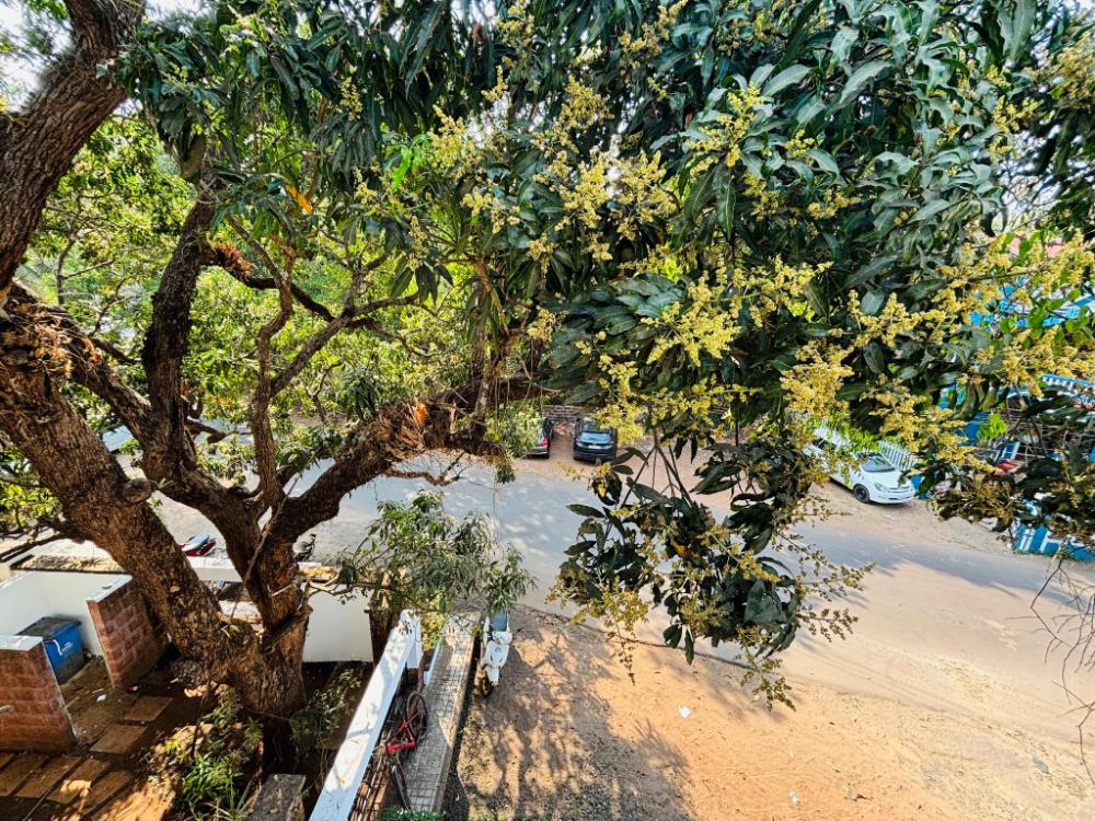 goa