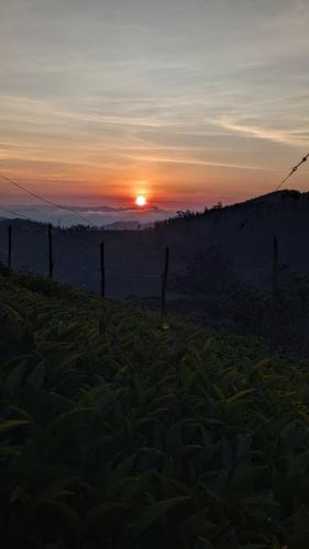 wild and free farm stay