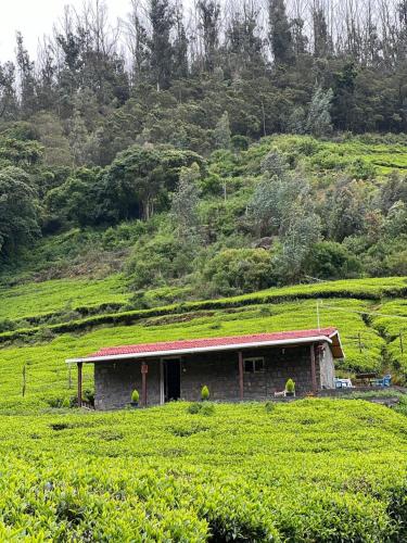 wild and free farm stay